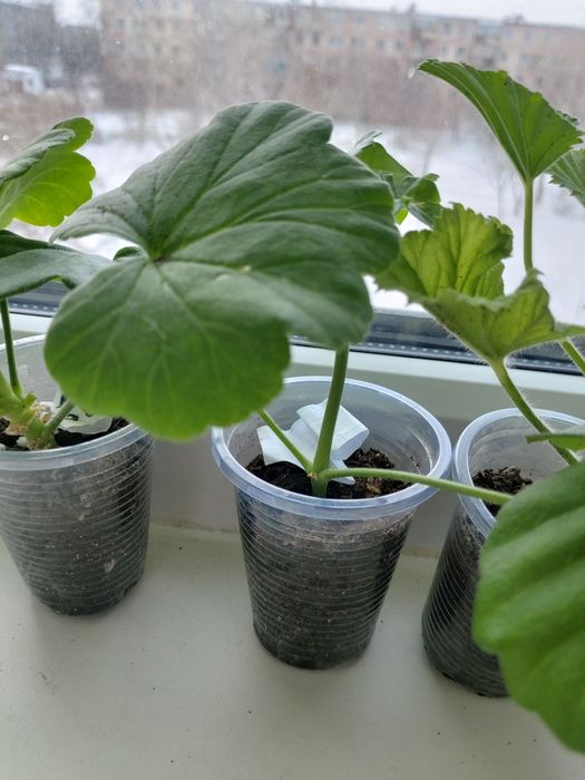 Продам укорененные черенки пеларгонии