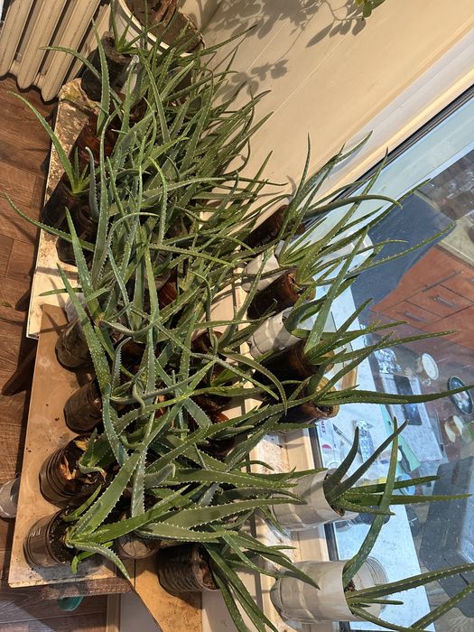 Алоэ вера лечебный