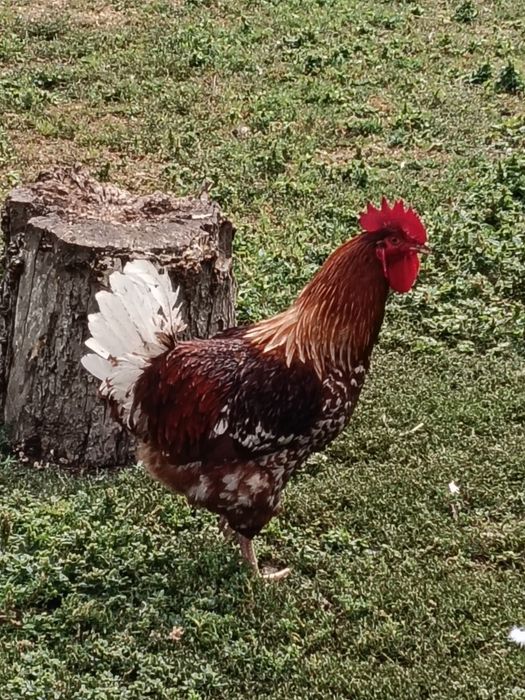 Cocoș australorp