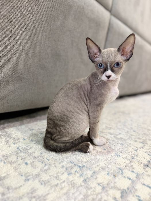 Котенок сфинкс девочка