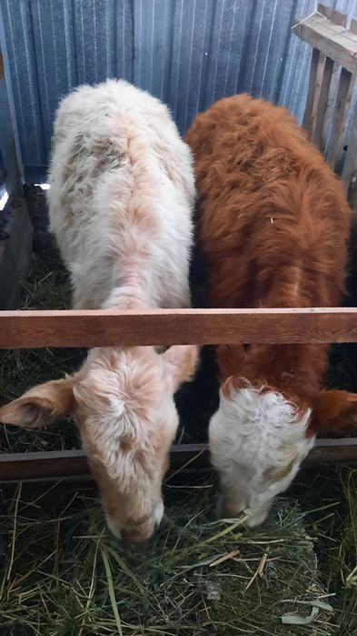 Прадам По 300000