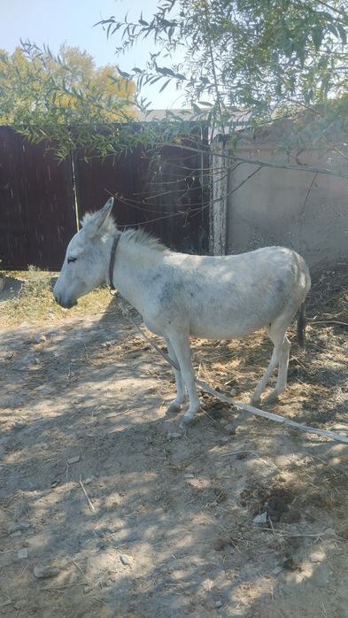 Она бола эшак сотилади