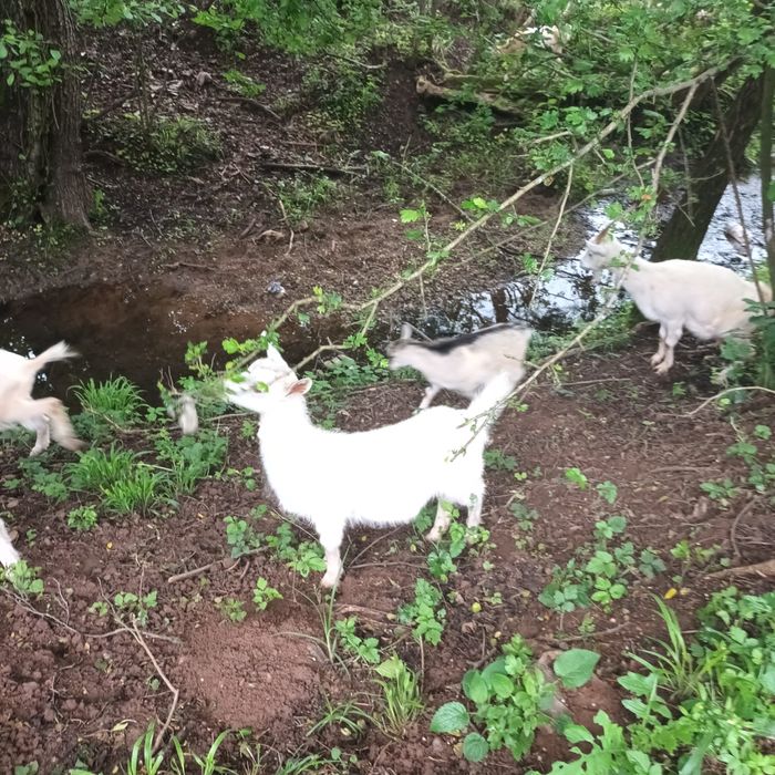 Animale de vanzare
