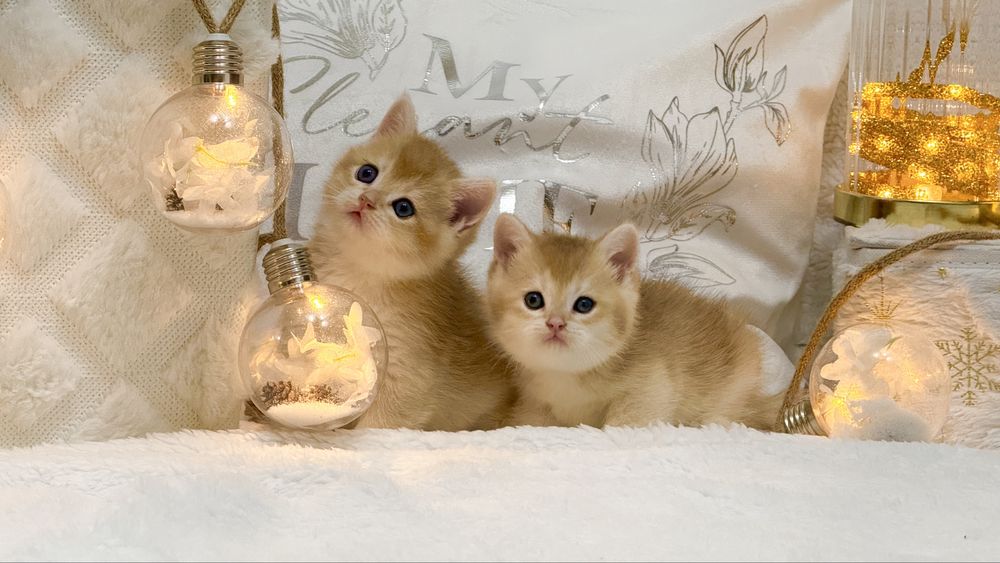 Девочка и мальчик  NY12