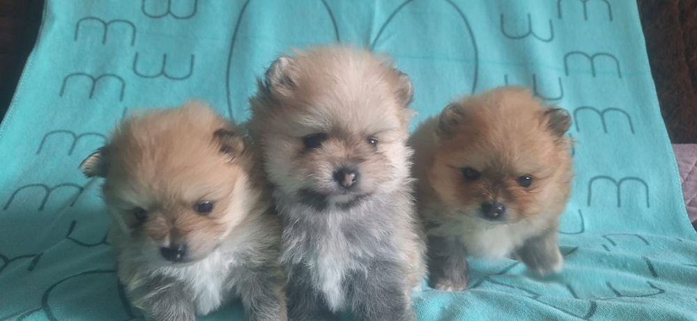 Очаровательные щенки шпица.