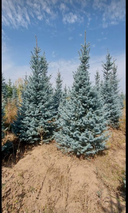 Ель голубая сибирская