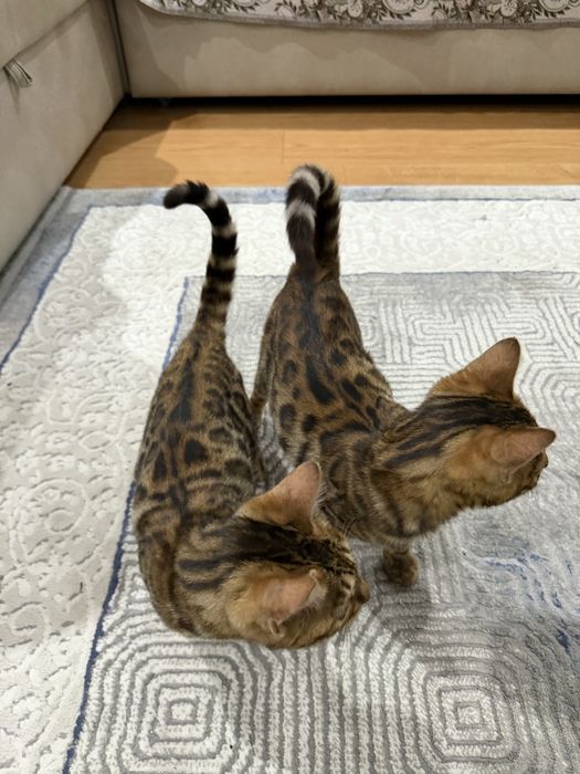 Бенгал мушуги срочна сотилади