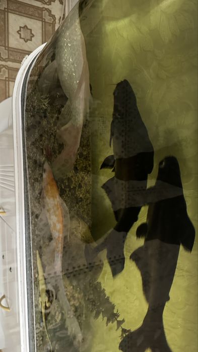 Аквареумные рыбки