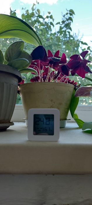 Влагомер термогигрометр