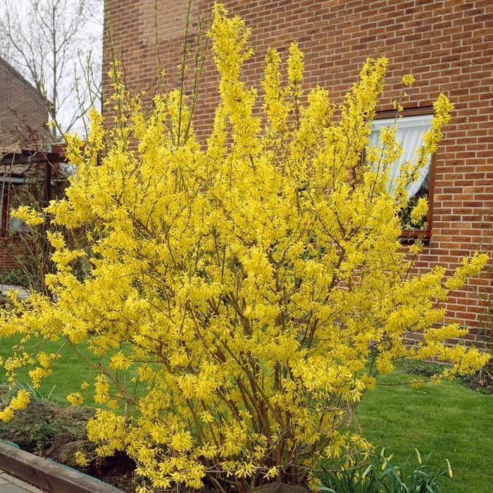Forsythia la Ghiveci