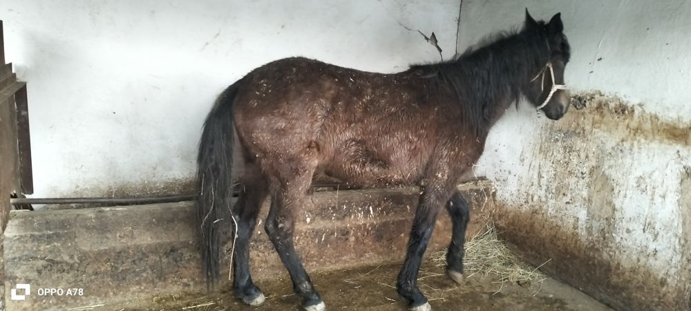 Кунан сатлады...