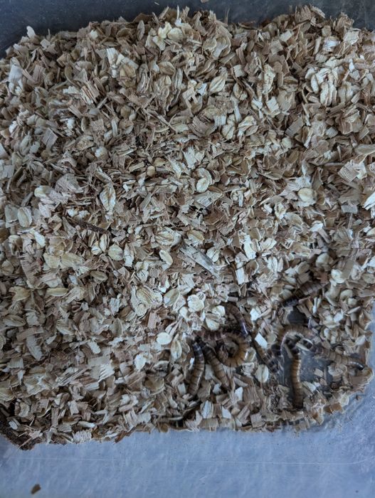 Зоофобас кормовые насекомые