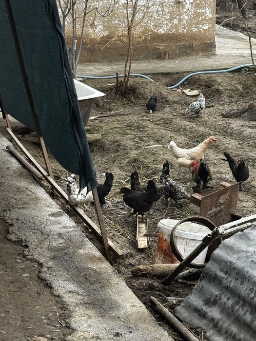 Yapin tovuq va xoroz