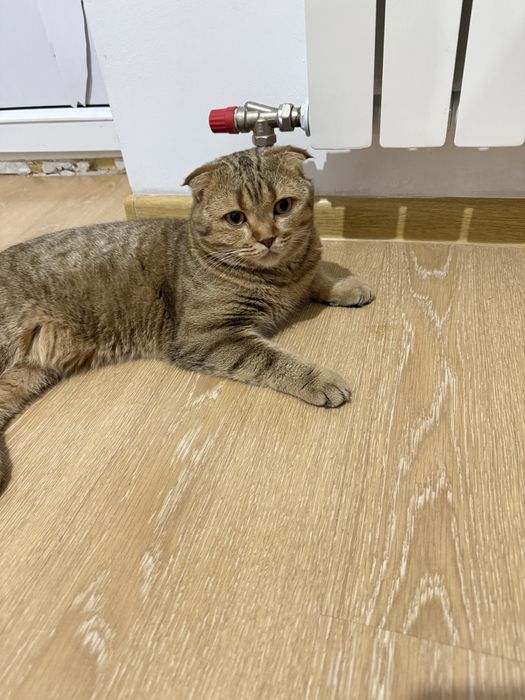 Вязка животных.