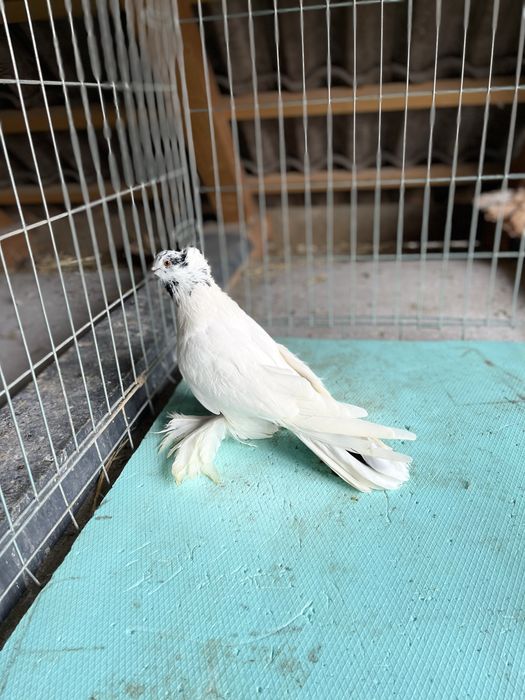 De vânzare femelă uriaș magiar