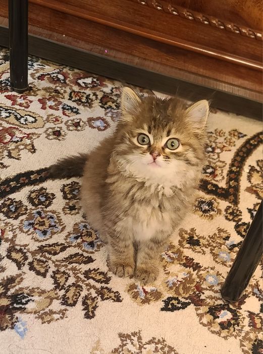 Шиншила мушуги, Кошка шиншила