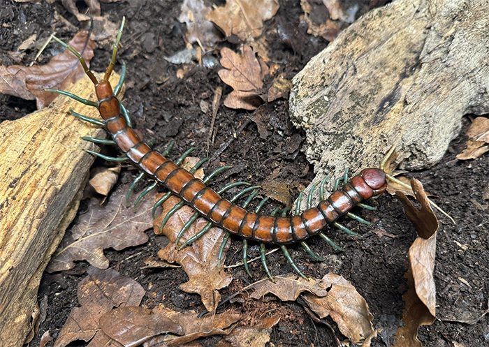 Scolopendra Subspinipes