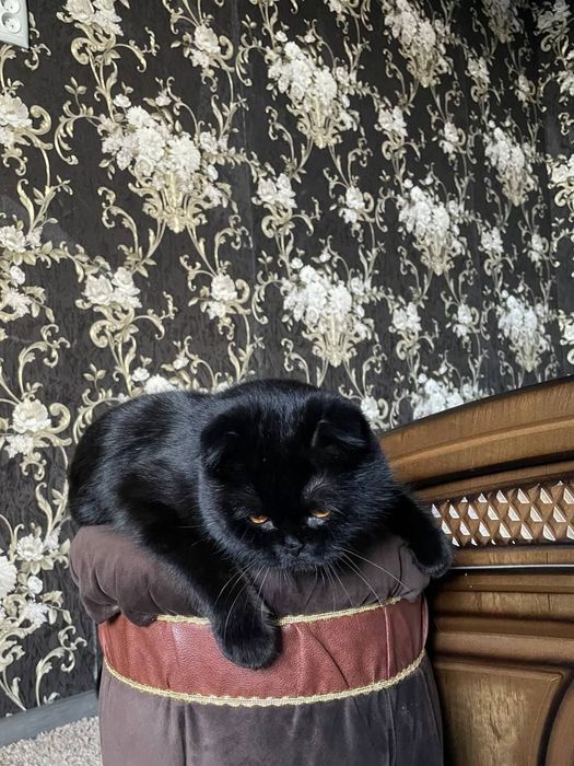 Скотиш фолд Вязка