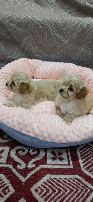 Предлагаю щенков Мальтипу Ф1