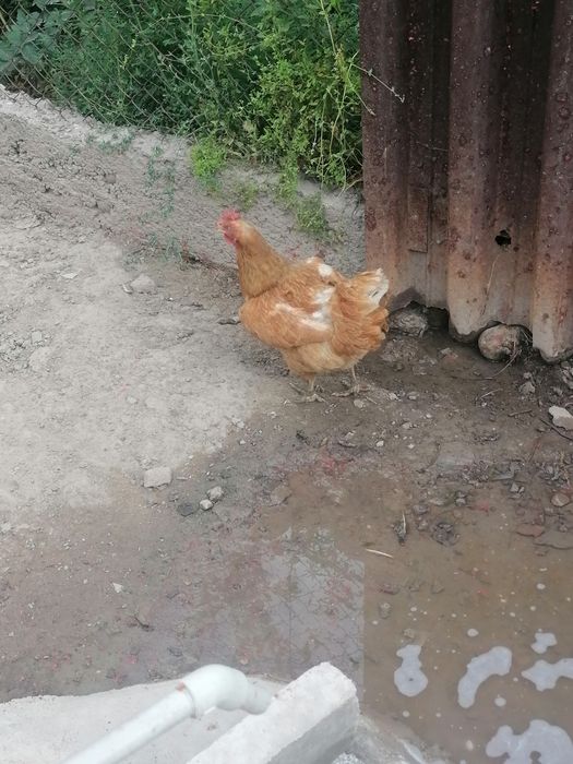 Продам дакана и курица