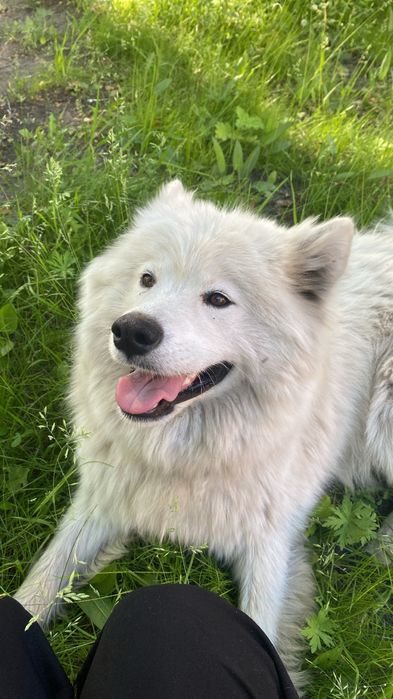 Продаются щенки самоедов