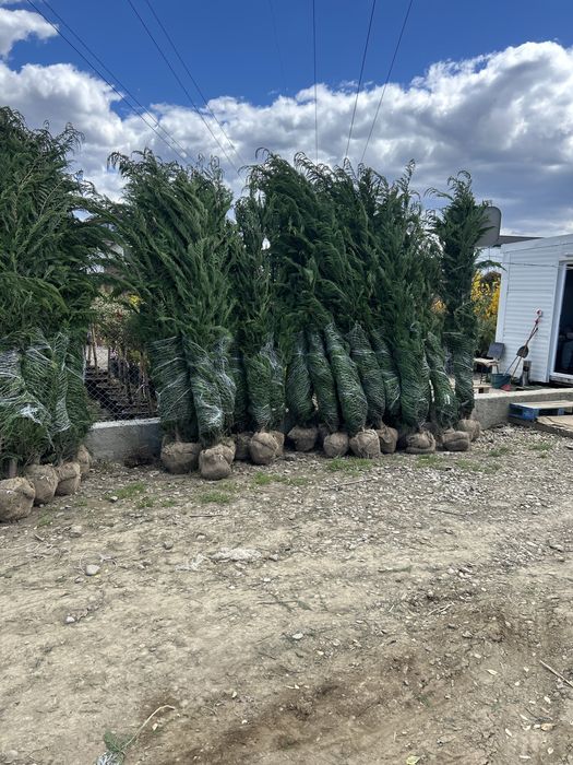 Leylandii de vânzare – ideal pentru gard viu.