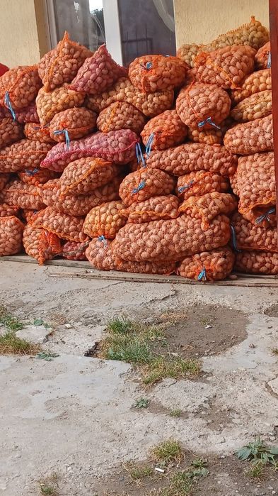 Cartofi de sămânță și animale 0,80.  ron transport gratuit