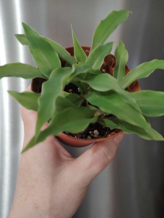 Хлорофитум Оранж Грим (разсад) Chlorophytum Orange Grimm