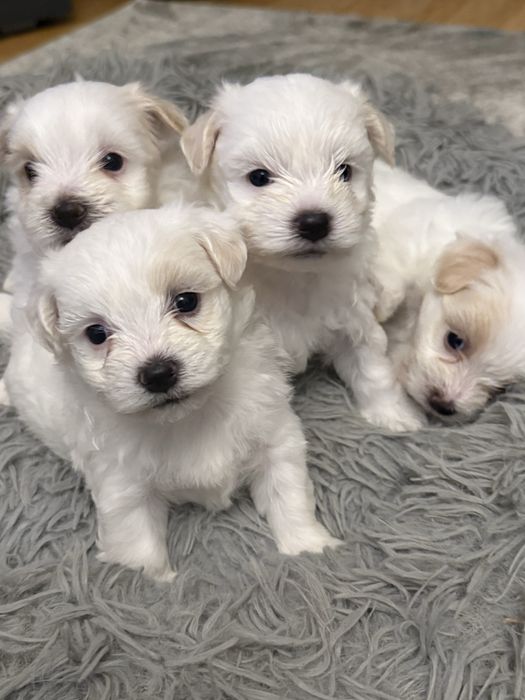 Pui bichon havanez x maltez