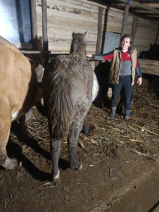 Vând mânză semigreu romanesc de 7 luni