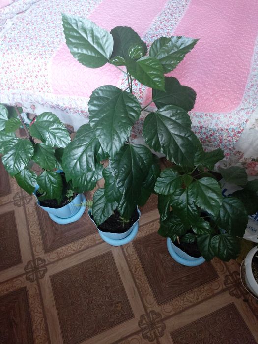 Абутилон,гибискусы