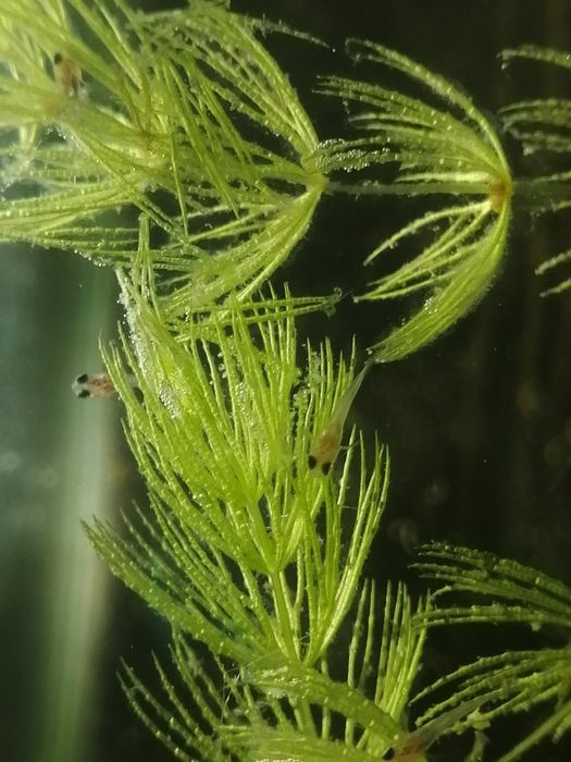 Мольки гуппи, красочные красивые.