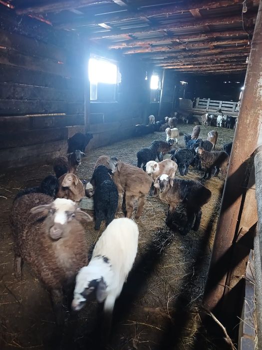 Баранина с ягненком