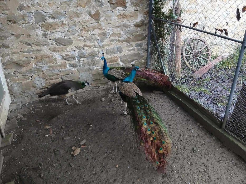 Продавам мъжки паун