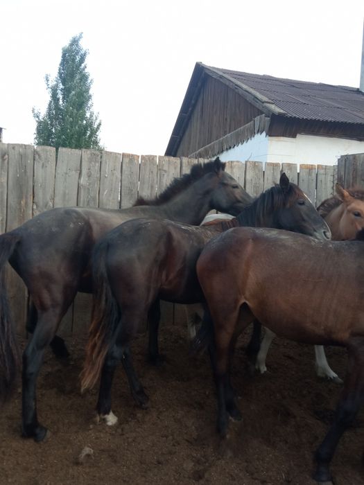 Продам лошадь байтал