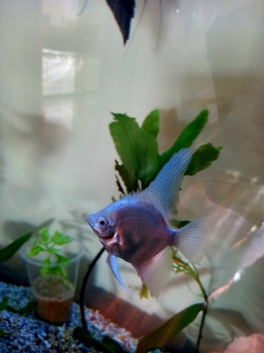 Золотые рыбки Скалярия.