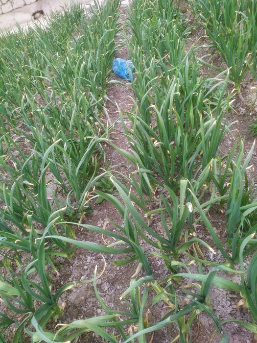 Koʻk chisnok кук чиснок