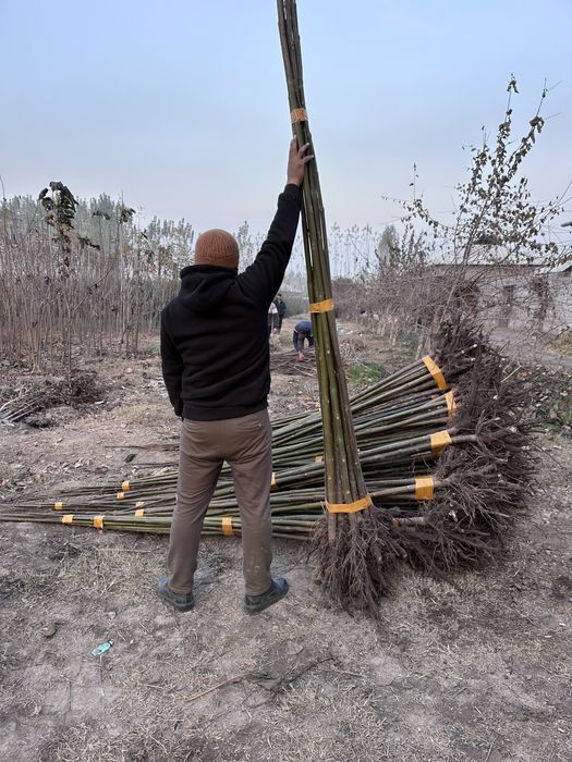 Павлония сотилади Pavloniya bor