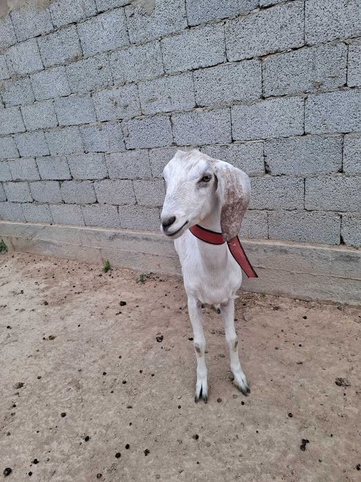 Ешкі парода нупь