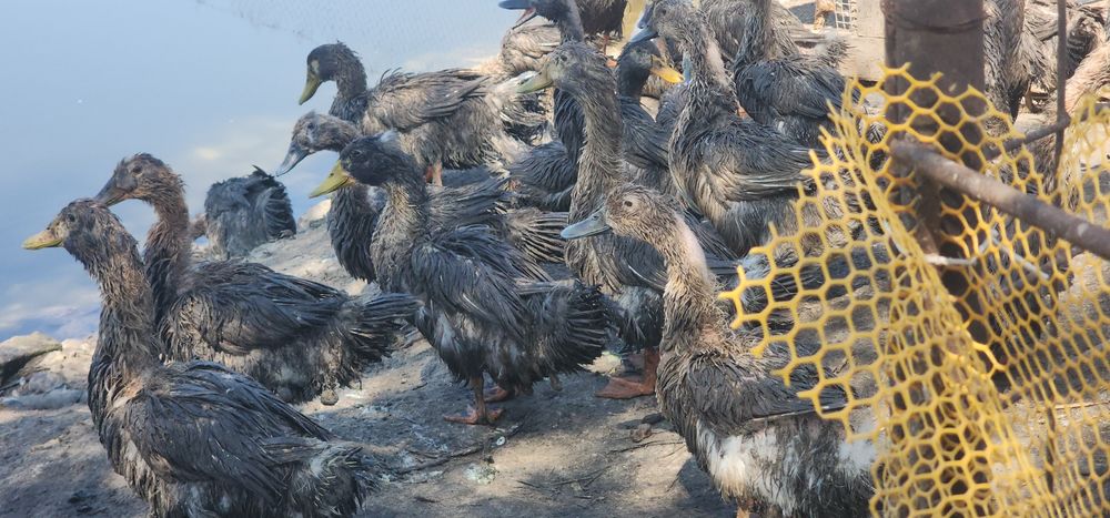 ORDAK TUXUMLARI ISTEMOL UCHUN Урдак Тухуми Утиное Яйцо для потребления