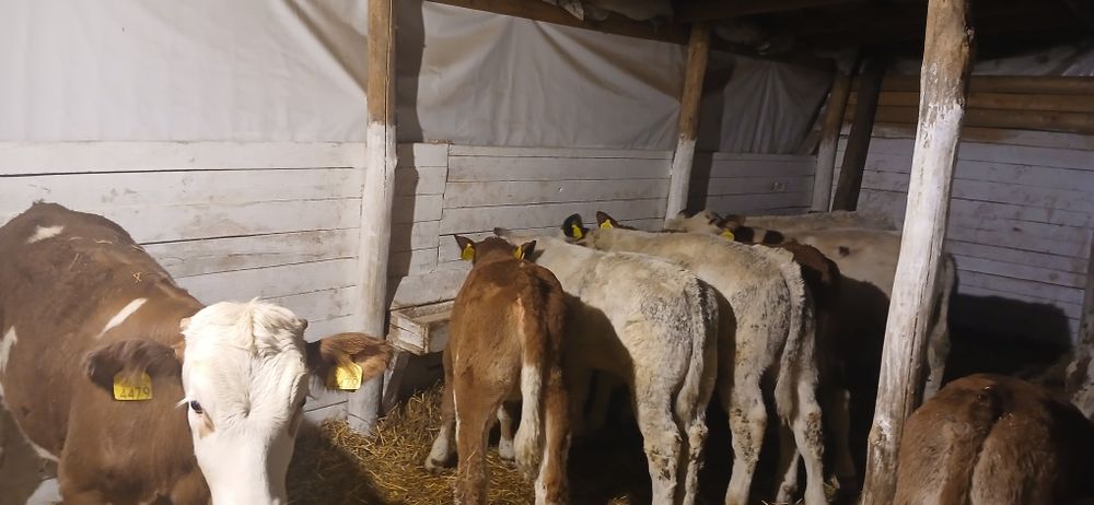 Vând viței înțărcati