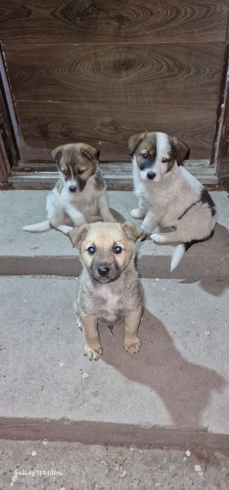 Отдам щенят бесплатно