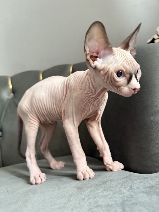 Pui Sphynx Baiat