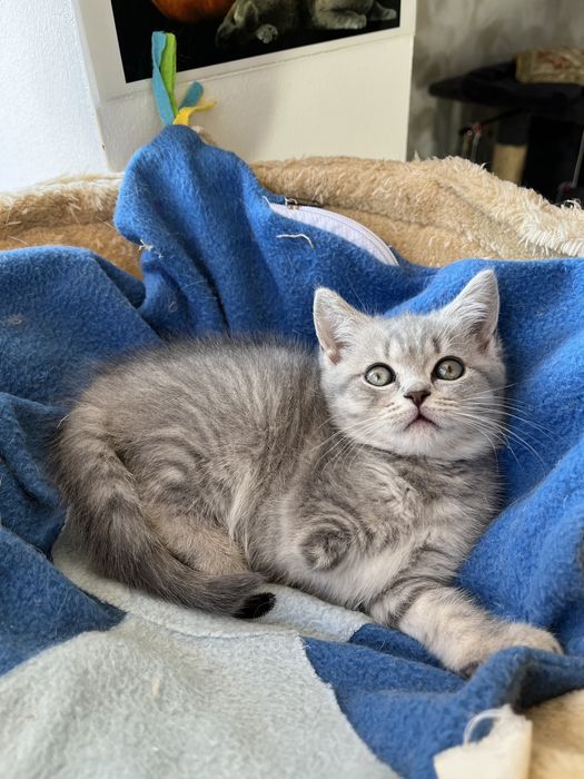 British shorthair fetita