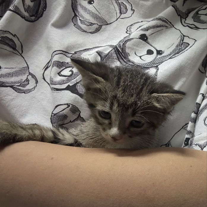 Котята совсем маленькие и миленькие