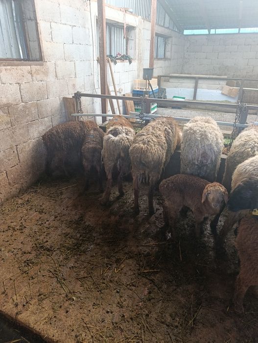 Продаются матки с ягнятами.