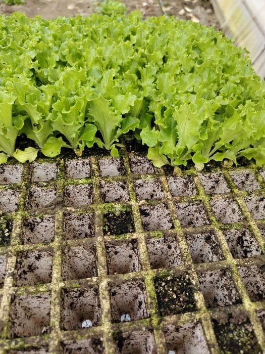 Разсад салати в 228