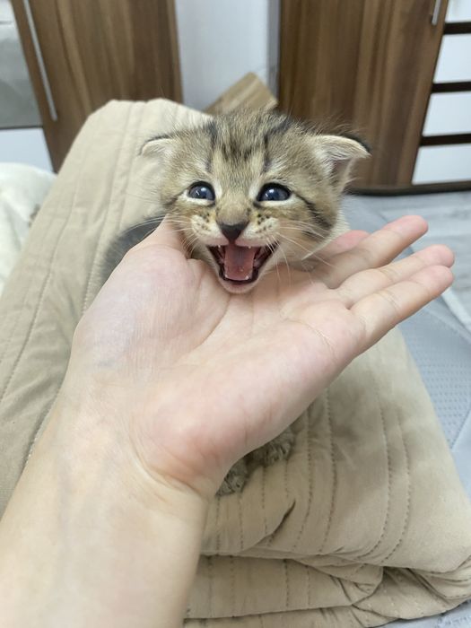 Шотланд,мальчик и девочка
