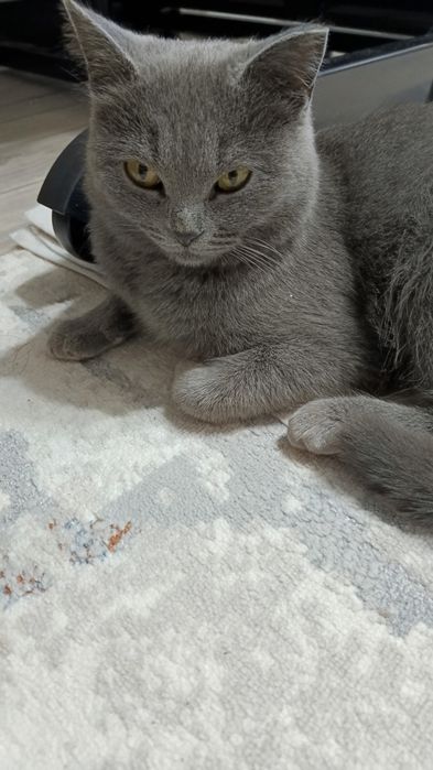 Ищем дом для кошечки, девочка