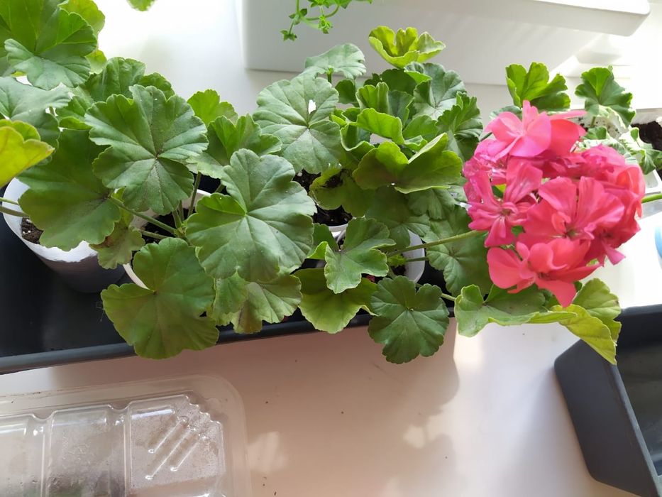 Пеларгония, Герань